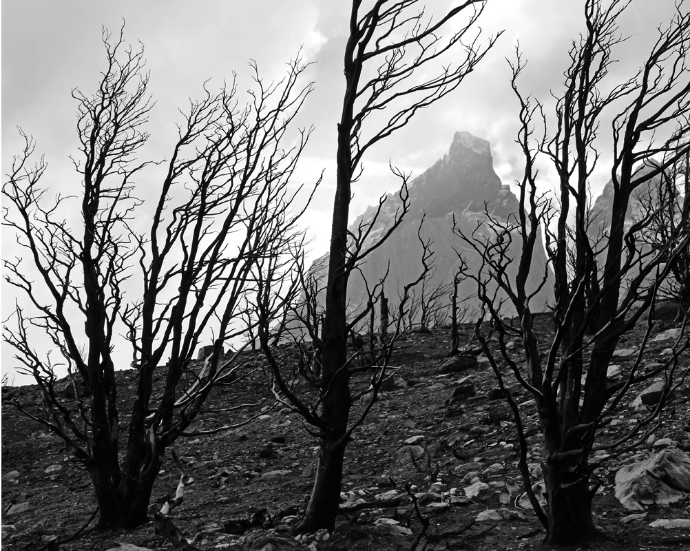 black and white trees with mountain backgground