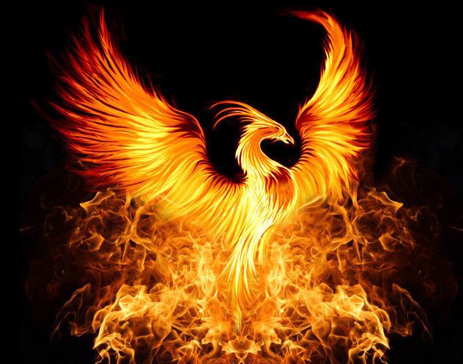 a fire bird with open wings
