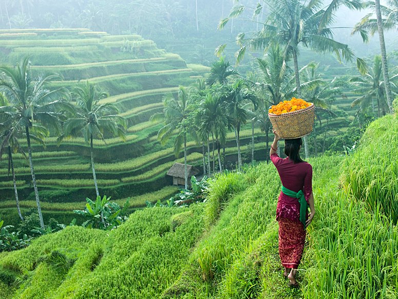 a woman with flower basket on her head is walking in tegellalang rice field iew