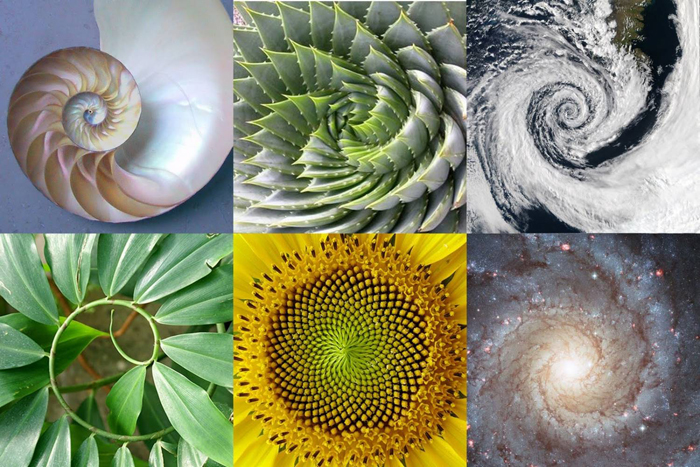 spiral shell plant space leaves sun flower space collage