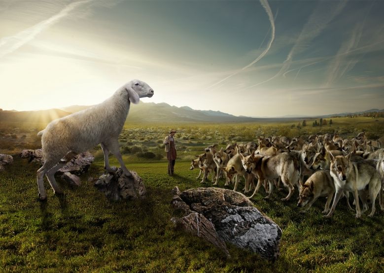 conscious sheep in the nature