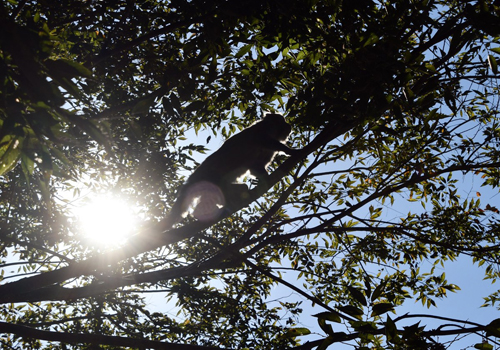 monkey climbing to the tree
